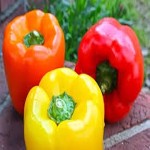best color bell pepper to eat raw acquaintance from zero to one hundred bulk purchase prices