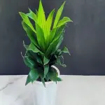 apartment small flowersbr with complete explanations and familiarization