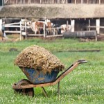 Buy Animal drawn manure spreader at an eanchorceptional price