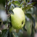  Granny Smith Apple Tree + Buy