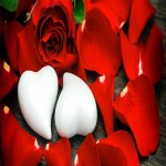 Buy Rose Petals | Selling With Reasonable Prices