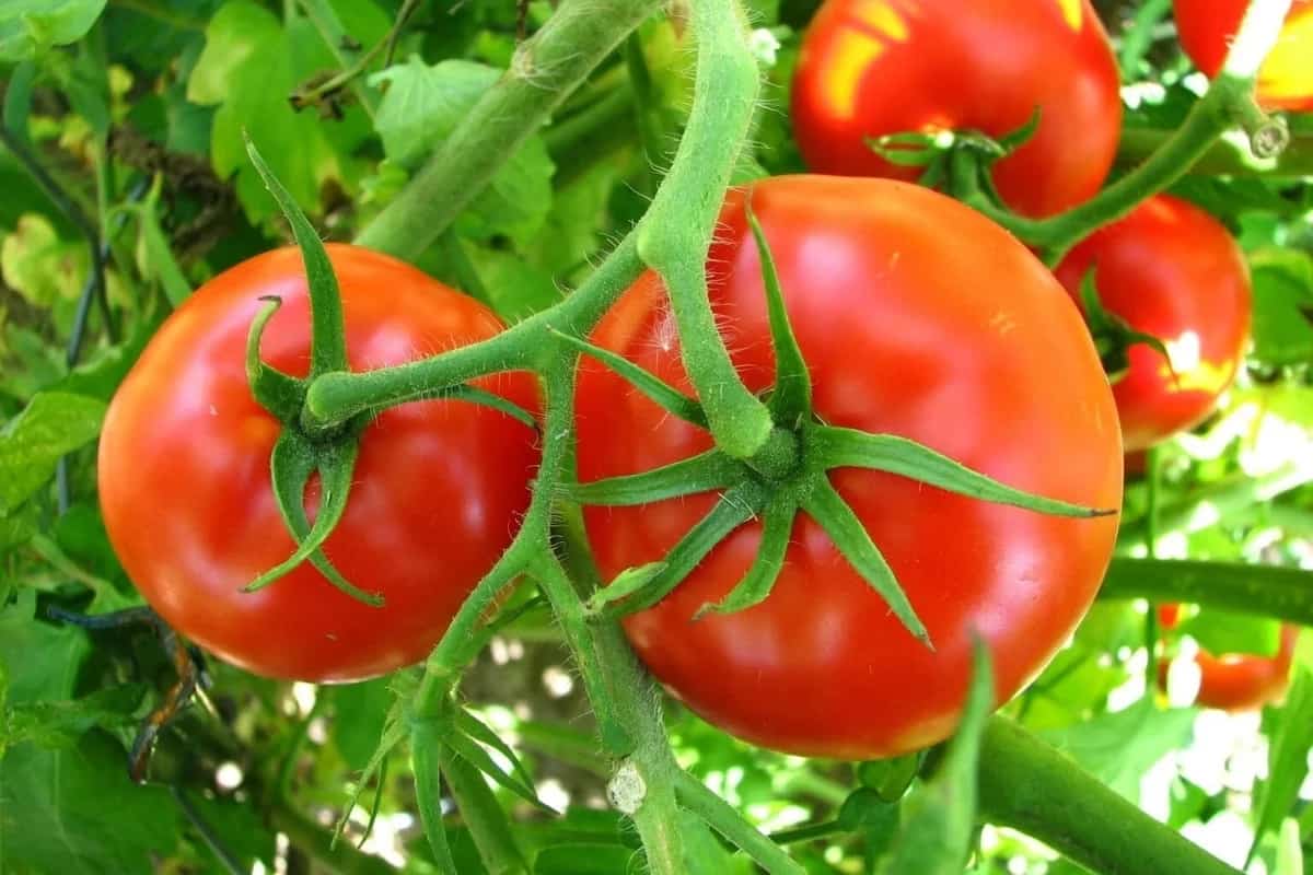 Lowes Tomato Plants Price