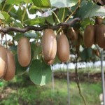 Costco Golden Kiwi Price