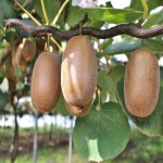 Golden Kiwi Price in India