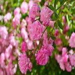 Fresh Rose Petals Price