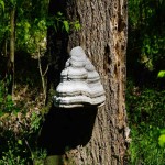 Chaga Mushroom Price per Pound