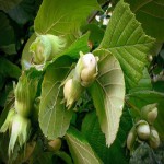 Hazelnut Tree Price