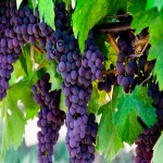 Aldi Grapes Price