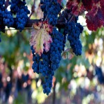 Black Grapes Price