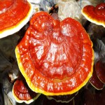 Ganoderma Mushroom Price Per Kilo in India