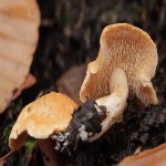 Hedgehog Mushroom Price per Pound