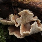 Oyster Mushroom Price in Pakistan
