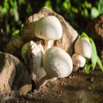 Jolly Mushroom Price 284g