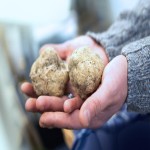 White Truffle Mushroom Price