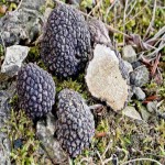 Truffle Mushroom Price in India