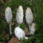 Shaggy Mane Mushroom Price per Pound