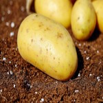 New Potato Price Today