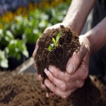 Compost Fertilizer Price in Bangladesh