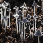 Black Mushroom Price per Kg