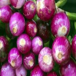 Red Onion Price Per Kilo Philippines 2023