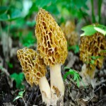 Morel Mushroom Price Per Pound 2023