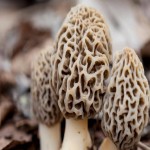 Gucchi Mushroom Price in India