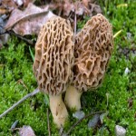 Gucchi Mushroom Price in Usa