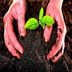 Jeevan Plus Fertilizer Price in Kerala