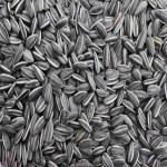Menards Sunflower Seed Price