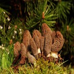 Gucchi Mushroom Price in Delhi
