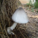 Paddy Straw Mushroom (Volvariella Volvacea) Protein Huge Source