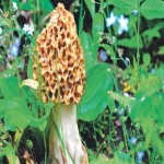 Morel Mushroom in India; Vitamins Minerals Nutrients Strengthens Body's Immune System