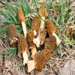 Morel Mushroom in Nepal (Sponge) Firm Texture Dark Black Increases Appetite