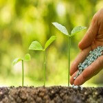 Dap Fertilizer (Chemical) High Nutrients Phosphate Nitrogen