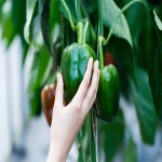 Green Bell Pepper (Sweet Pepper) Fiery Flavor Crisp Texture