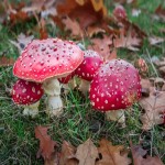 Volva Mushroom per Kilo (Straw Mushroom) Potassium Ergothioneine Self Fertilization Vitamin C