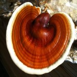 Reishi Mushroom; Traditional Chinese Medicine Bitter Taste Treats Mental Issues