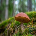 Milky Mushroom Per Kg; Calcium vitamin C Iron Zinc Meaty Thick Texture