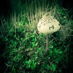 Milky Mushroom Per Kg/In Hyderabad; Soft Texture 4 Colors White Gray Pink Brown