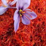 Zaim Saffron in Bangladesh; Best Selling Most Beloved Most Popular Saffron Condiment Food