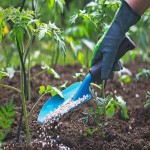 Cocoly Fertilizer in Pakistan; Nitrogen Phosphorus Potassium Compounds Small-Molecule Protection