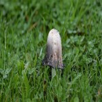 Shaggy Mane Mushroom Per Pound (Lawyer’s Wig) Calcium Fiber Source