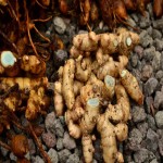 Black Turmeric in India; Consume Kinds Milk Tea Beauty Skin Hair Treatment