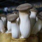 King Oyster Mushroom per pound; Iron Minerals 3 Source Protein Vitamins Calcium