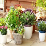 Plastic Flower Pot in Kolkata (Planter) Keep Oxygen Moisture Yard Garden Uses