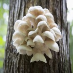 Oyster Mushroom Per Kg in India; Treatment Balance Immune System Nutrients Low Calorie