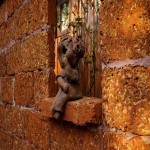 Terracotta Bricks in Chennai; Fairly Coarse Porous Clay Material Weather Changes Resistant