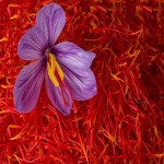 Musk Saffron in Pakistan (Crocus Plant) Yellow Orange Skincare Cosmetics Application