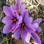 Original Saffron in Pakistan; Appetite Boosters 3 Colors Yellow Red Orange