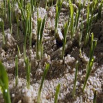 Boron Fertilizer in Bangladesh (Compost) Dry Powder Liquid Enhancing Soil Texture Structure